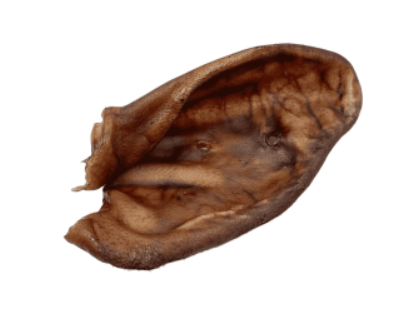 Oreja de Cerdo Deshidratada Natural para Perros