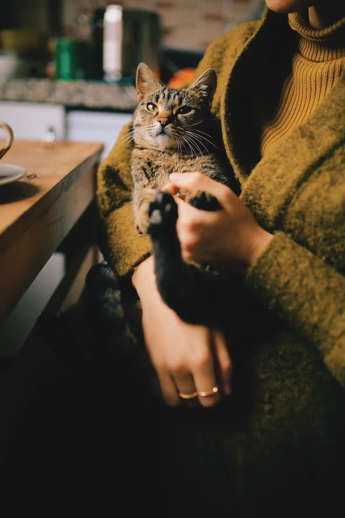 Un gato atigrado descansa en los brazos de su persona
