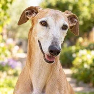 Foto ilustrativa de un galgo sénior